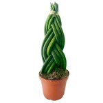 Σανσεβιέρια κυλινδρόφυλλη Πλεγμένη (Sansevieria cylindrica)