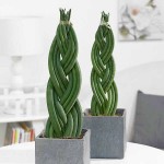 Σανσεβιέρια κυλινδρόφυλλη Πλεγμένη (Sansevieria cylindrica)