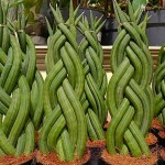 Σανσεβιέρια κυλινδρόφυλλη Πλεγμένη (Sansevieria cylindrica)
