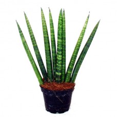 Σανσεβιέρια κυλινδρόφυλλη 'Straight' (Sansevieria cylindrica)