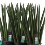 Σανσεβιέρια κυλινδρόφυλλη 'Straight' (Sansevieria cylindrica)