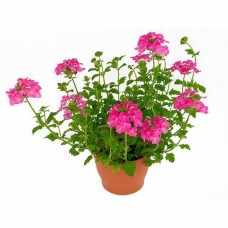 Βερβένα - Τεμάρι (Verbena peruviana)