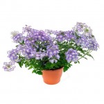 Βερβένα - Τεμάρι (Verbena peruviana) Βερβένα - Τεμάρι (Verbena peruviana)