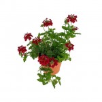 Βερβένα - Τεμάρι (Verbena peruviana) Βερβένα - Τεμάρι (Verbena peruviana)