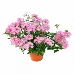 Βερβένα - Τεμάρι (Verbena peruviana) Βερβένα - Τεμάρι (Verbena peruviana)