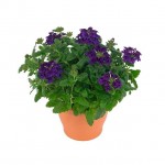 Βερβένα - Τεμάρι (Verbena peruviana) Βερβένα - Τεμάρι (Verbena peruviana)