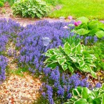Αγιούκα έρπουσα ή Λιβανόχορτο (Ajuga reptans) | Ανθοφόρες Πόες