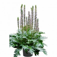 Άκανθος (Acanthus mollis) | kipogeorgiki.live