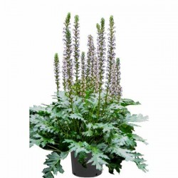 Άκανθος (Acanthus mollis) | kipogeorgiki.live