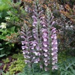 Άκανθος (Acanthus mollis) | kipogeorgiki.live