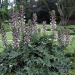 Άκανθος (Acanthus mollis) | kipogeorgiki.live