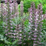 Άκανθος (Acanthus mollis) | kipogeorgiki.live