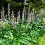 Άκανθος (Acanthus mollis) | kipogeorgiki.live