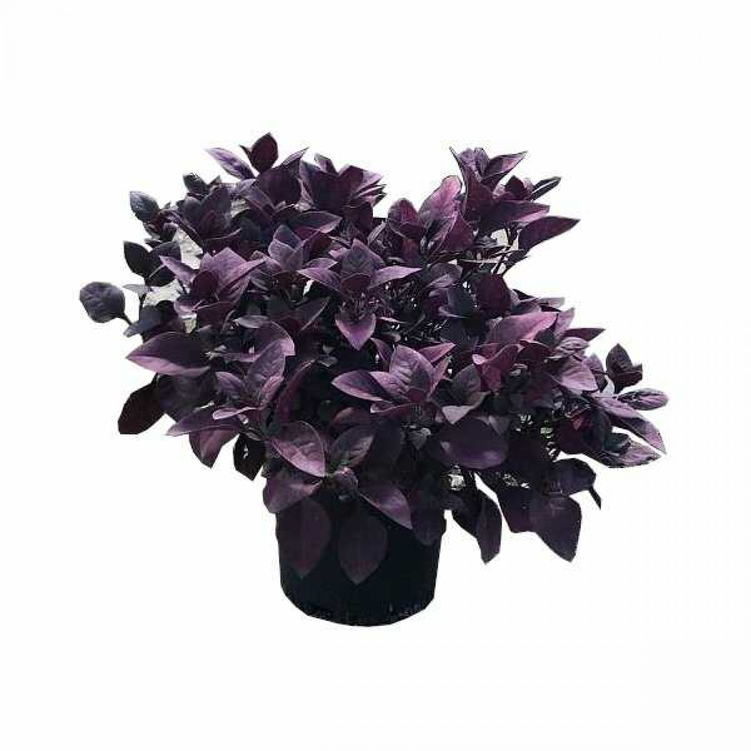 Αλτερναθέρα (Alternanthera dentata) Φυτό | Καλλωπιστικοί Θάμνοι & Πόες με Κόκκινα Φύλλα Αλτερναθέρα (Alternanthera) Πόα
