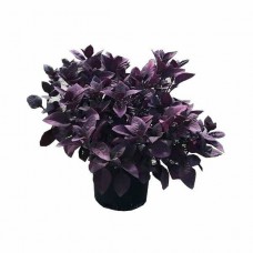 Αλτερναθέρα (Alternanthera) Πόα