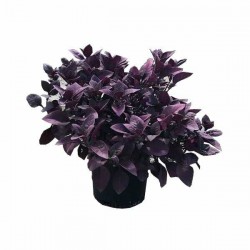 Αλτερναθέρα (Alternanthera) Πόα