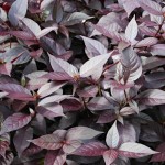 Αλτερναθέρα (Alternanthera dentata) Φυτό | Καλλωπιστικοί Θάμνοι & Πόες με Κόκκινα Φύλλα Αλτερναθέρα (Alternanthera) Πόα