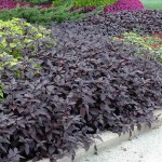 Αλτερναθέρα (Alternanthera dentata) Φυτό | Καλλωπιστικοί Θάμνοι & Πόες με Κόκκινα Φύλλα Αλτερναθέρα (Alternanthera) Πόα