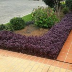 Αλτερναθέρα (Alternanthera dentata) Φυτό | Καλλωπιστικοί Θάμνοι & Πόες με Κόκκινα Φύλλα Αλτερναθέρα (Alternanthera) Πόα