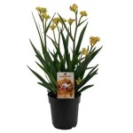 Ανιζόγανθος ή Ανιγόζανθος (Anigozanthos spp.) Φυτό - Ανιζόγανθοι ή Ανιγόζανθοι Φυτά