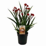 Ανιζόγανθος ή Ανιγόζανθος (Anigozanthos spp.) Φυτό - Ανιζόγανθοι ή Ανιγόζανθοι Φυτά