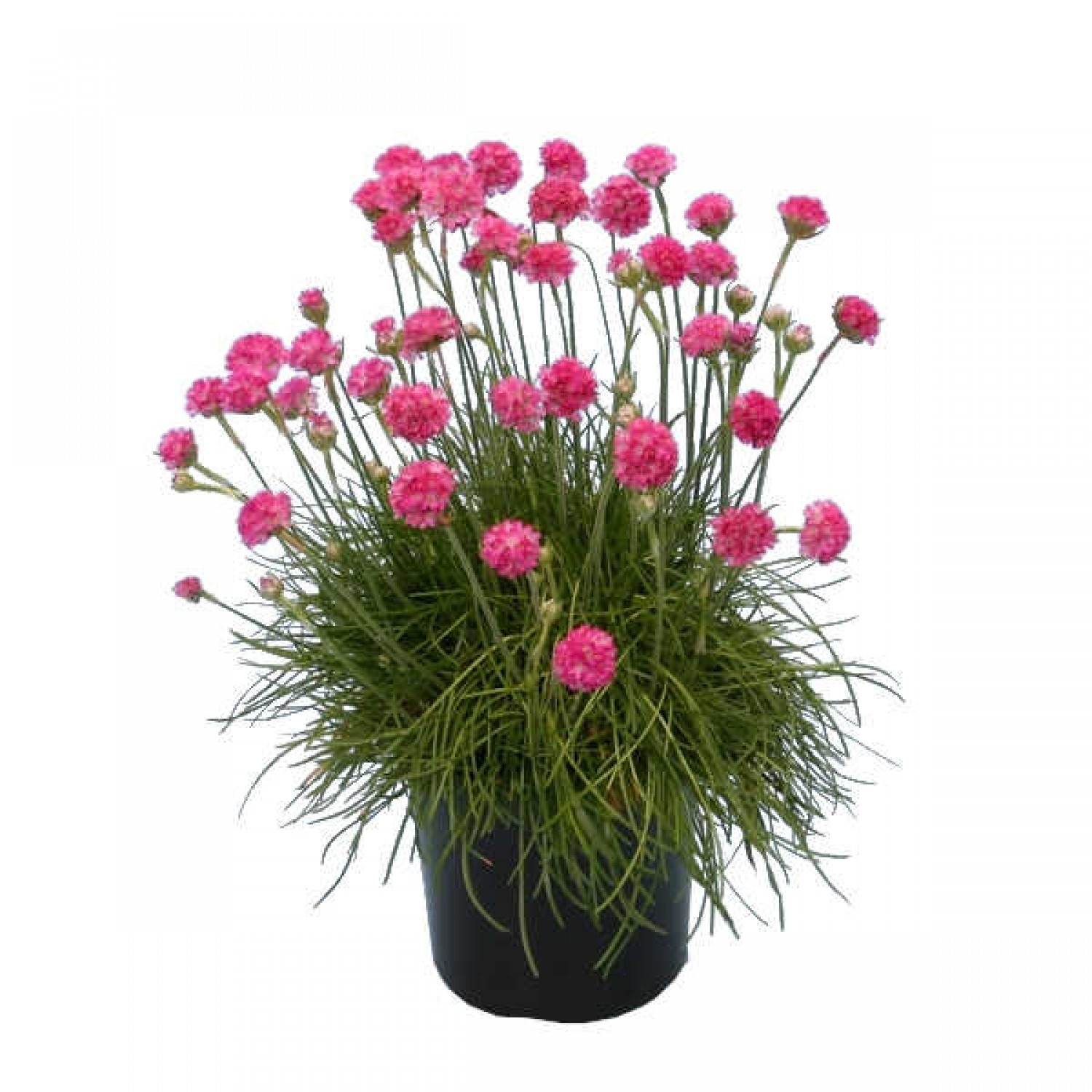 Αρμέρια η παραθαλάσσια (Armeria maritima) | Ανθοφόρες Πόες
