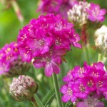 Αρμέρια η παραθαλάσσια (Armeria maritima) | Ανθοφόρες Πόες