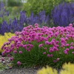 Αρμέρια η παραθαλάσσια (Armeria maritima) | Ανθοφόρες Πόες