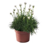 Αρμέρια η παραθαλάσσια (Armeria maritima) | Ανθοφόρες Πόες