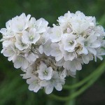 Αρμέρια η παραθαλάσσια (Armeria maritima) | Ανθοφόρες Πόες