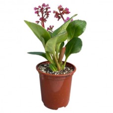 Μπεργκένια ή Μπεργένια Rotblum (Bergenia crassifolia 'Rotblum'-συν. Bergenia cordifolia 'Rotblum') Φυτό - Πολυετή Ανθοφόρα Φυτά