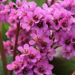 Elephant's Ears (Bergenia crassifolia 'Rotblum'-syn. Bergenia cordifolia 'Rotblum') Plant - Flowering Plants