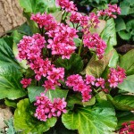 Elephant's Ears (Bergenia crassifolia 'Rotblum'-syn. Bergenia cordifolia 'Rotblum') Plant - Flowering Plants