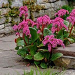 Elephant's Ears (Bergenia crassifolia 'Rotblum'-syn. Bergenia cordifolia 'Rotblum') Plant - Flowering Plants