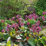 Elephant's Ears (Bergenia crassifolia 'Rotblum'-syn. Bergenia cordifolia 'Rotblum') Plant - Flowering Plants