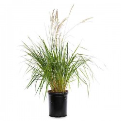 Καλαμάγρωστις-Calamagrostis x acutiflora Karl Foerster