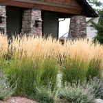 Καλαμάγρωστις-Calamagrostis x acutiflora Karl Foerster