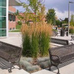 Καλαμάγρωστις-Calamagrostis x acutiflora Karl Foerster