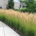 Καλαμάγρωστις-Calamagrostis x acutiflora Karl Foerster