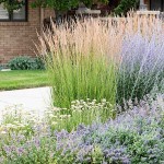 Καλαμάγρωστις-Calamagrostis x acutiflora Karl Foerster