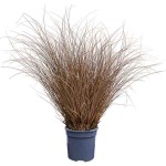 Κάρεξ Κόκκινο (Carex buchananii - συν. Carex tenax) Φυτό - Πολυετή Αγρωστώδη Φυτά