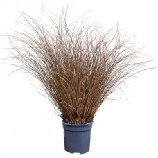 Κάρεξ Κόκκινο (Carex buchananii - συν. Carex tenax) Φυτό - Πολυετή Αγρωστώδη Φυτά
