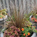 Κάρεξ Κόκκινο (Carex buchananii - συν. Carex tenax) Φυτό - Πολυετή Αγρωστώδη Φυτά