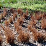 Κάρεξ Κόκκινο (Carex buchananii - συν. Carex tenax) Φυτό - Πολυετή Αγρωστώδη Φυτά