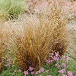 Κάρεξ Κόκκινο (Carex buchananii - συν. Carex tenax) Φυτό - Πολυετή Αγρωστώδη Φυτά