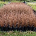 Κάρεξ Κόκκινο (Carex buchananii - συν. Carex tenax) Φυτό - Πολυετή Αγρωστώδη Φυτά