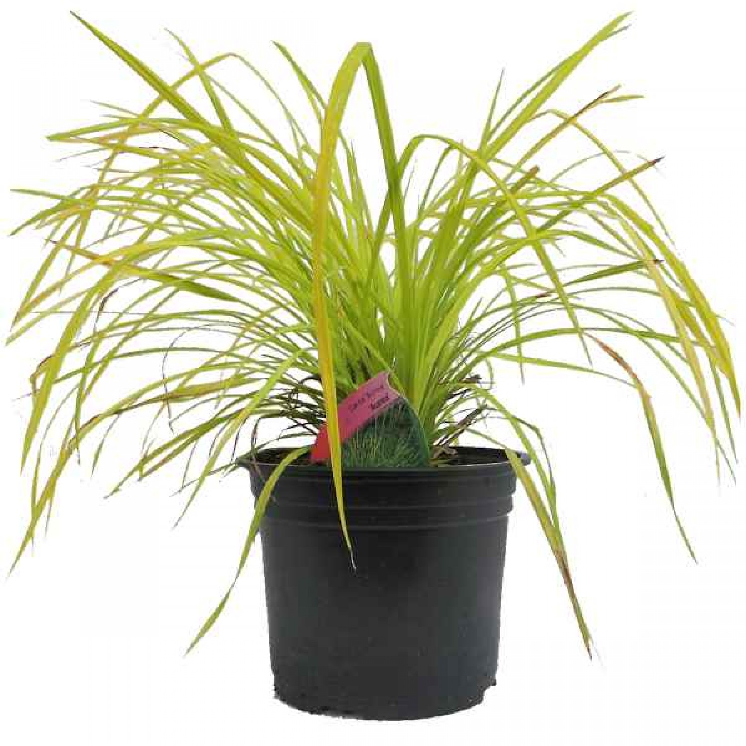 Bowles' Golden Sedge (Carex elata 'Aurea') Plant - Grass-like Plants