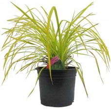 Κάρεξ Χρυσό (Carex elata 'Aurea') Φυτό Αγρωστώδες - Πολυετή Αγρωστώδη Φυτά