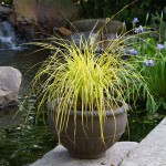 Bowles' Golden Sedge (Carex elata 'Aurea') Plant - Grass-like Plants