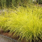 Bowles' Golden Sedge (Carex elata 'Aurea') Plant - Grass-like Plants